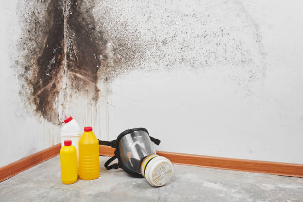 Best Best Mold Removal Companies  in Springfield, KY