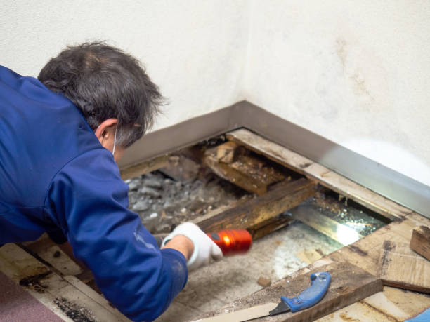 Best Emergency Mold Removal  in Springfield, KY
