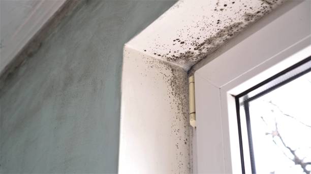 Best Fast Mold Removal  in Springfield, KY