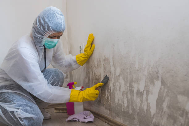 Best Certified Mold Removal  in Springfield, KY