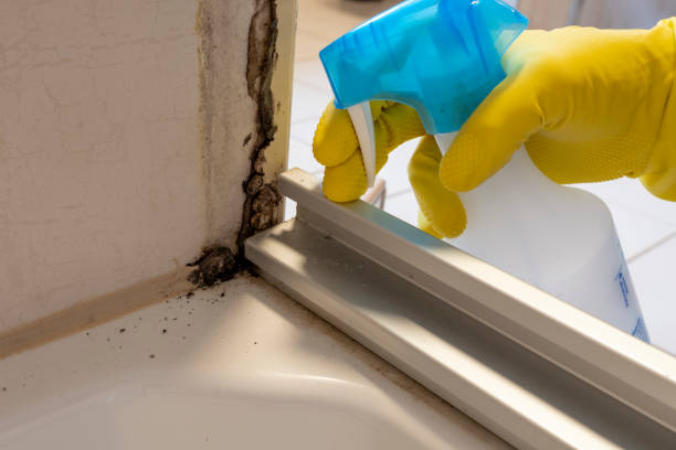 Best Toxic Mold Removal  in Springfield, KY