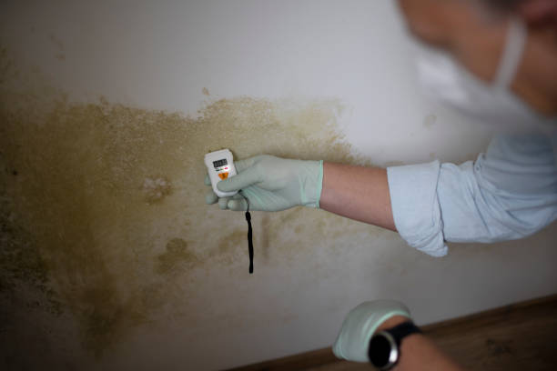 Best Office Mold Removal Services  in Springfield, KY