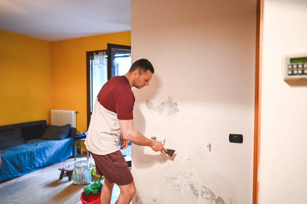 Best Best Mold Removal Companies  in Springfield, KY