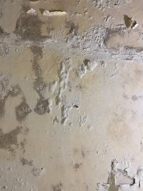 Best Commercial Mold Removal  in Springfield, KY