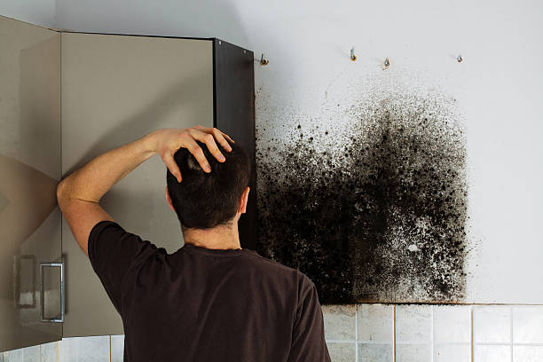 Best Local Mold Removal Service  in Springfield, KY