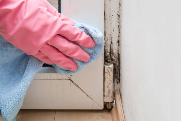 Best Crawl Space Mold Removal  in Springfield, KY