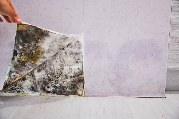 Best Affordable Mold Removal  in Springfield, KY